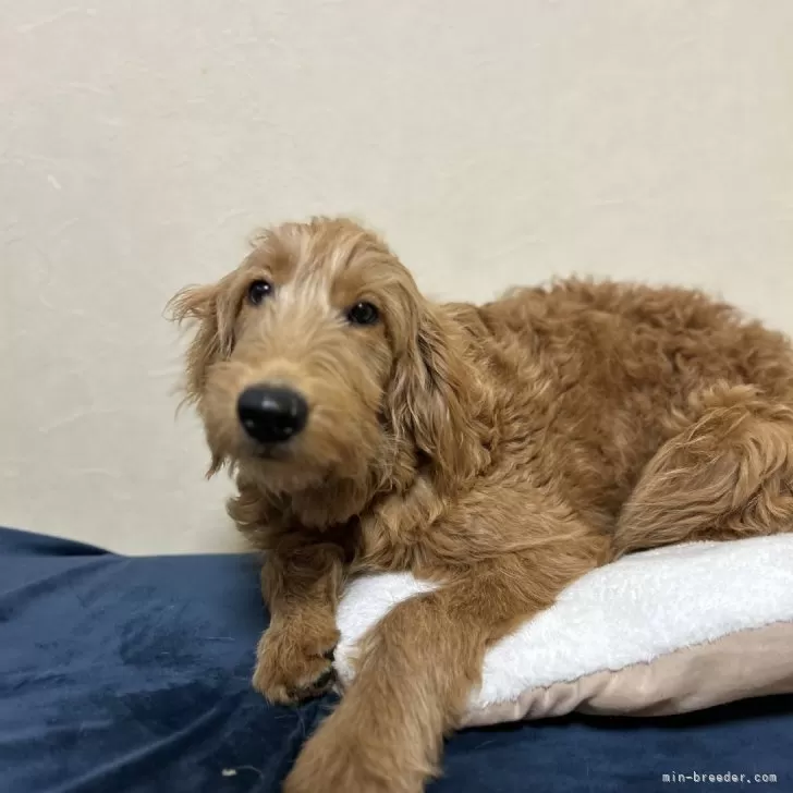 M.T 様のお迎えした子犬