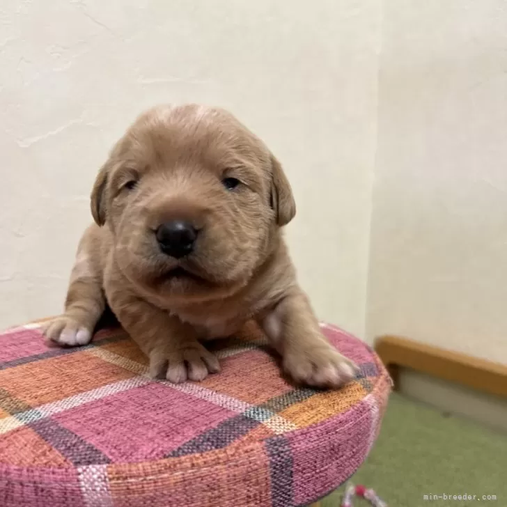 ID:2501-07468の子犬