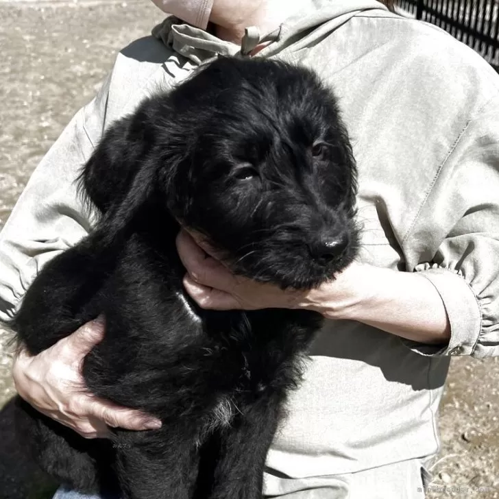 A.N 様のお迎えした子犬