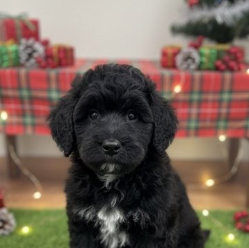 ミックス(プードル×バーニーズ・マウンテン・ドッグ)【北海道・男の子・2025年9月7日・ブラック】の写真「ウェーブが出てきて、可愛くなってきました💕」