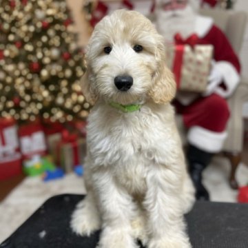 ゴールデンドゥードル(プードル×ゴールデンレトリバー)【北海道・男の子・2025年8月22日・クリーム系】の写真「ウェーブのゴールド系男の子🐶F1b」