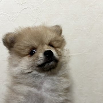 ポメラニアン【北海道・男の子・2024年10月25日・クリーム】の写真「可愛い子です💖たぬき顔の可愛いポメちゃん💕」