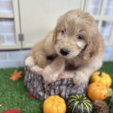 ゴールデンドゥードル(プードル×ゴールデンレトリバー)【北海道・男の子・2025年8月30日・クリーム系】の写真「ウェーブのゴールド系男の子🐶F1」