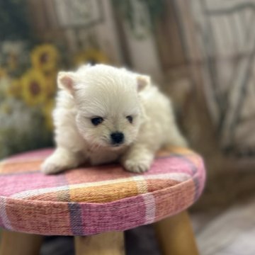 ポメラニアン【北海道・女の子・2025年7月4日・クリーム】の写真「「ふわもこ天使、ポメ降臨♡」 💖」