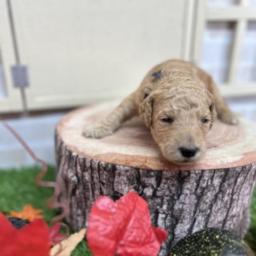 スタンダードプードル【北海道・女の子・2025年10月8日・レッドフォーン】の写真「ぐりぐりの女の子」