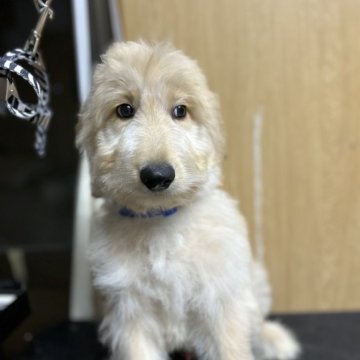 ゴールデンドゥードル(プードル×ゴールデンレトリバー)【北海道・男の子・2025年8月22日・クリーム系】の写真「ウェーブのクリーム系男の子🐶F1b」