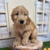 ゴールデンドゥードル(プードル×ゴールデンレトリバー)