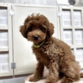 トイプードル(トイ)