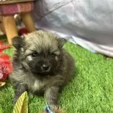 ポメラニアン