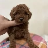 トイプードル(トイ)【北海道・男の子・2025年1月2日・レッドフォーン】の写真1