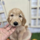 ゴールデンドゥードル(プードル×ゴールデンレトリバー)