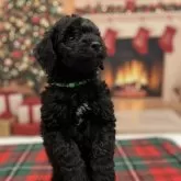 スタンダードプードル