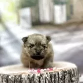 ポメラニアン