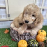 ゴールデンドゥードル(プードル×ゴールデンレトリバー)