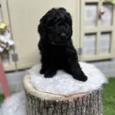 スタンダードプードル