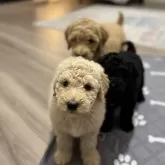 スタンダードプードル