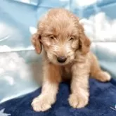 ゴールデンドゥードル(プードル×ゴールデンレトリバー)【北海道・男の子・2025年2月3日・ゴールド系】の写真2