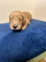 ゴールデンドゥードル(プードル×ゴールデンレトリバー)【北海道・男の子・2025年2月3日・ゴールド系】の写真8