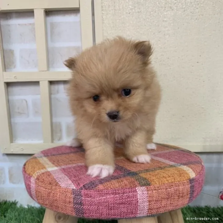 ID：2306-04773の子犬