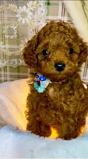 ID：2201-04521の子犬