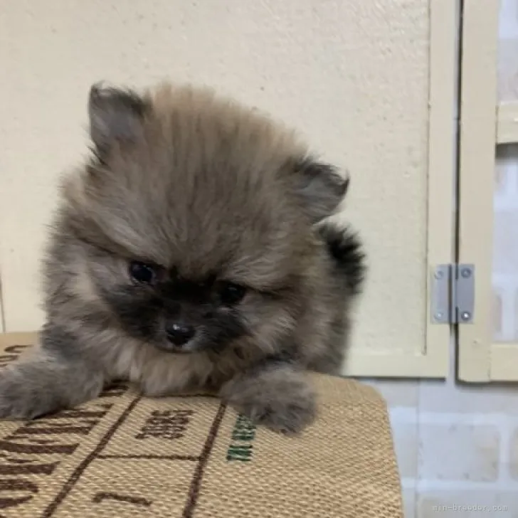 ID:2306-01209の子犬