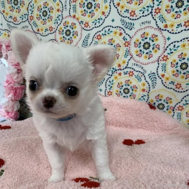 ID：2207-04720の子犬