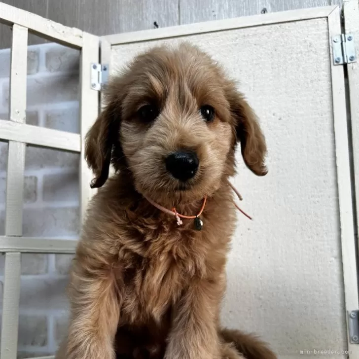 ID:2407-04709の子犬