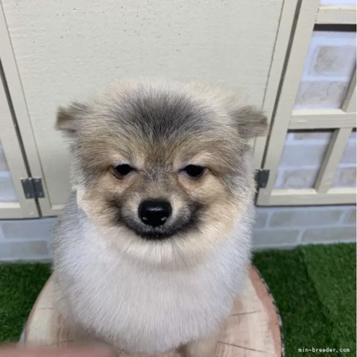 ID:2306-01233の子犬