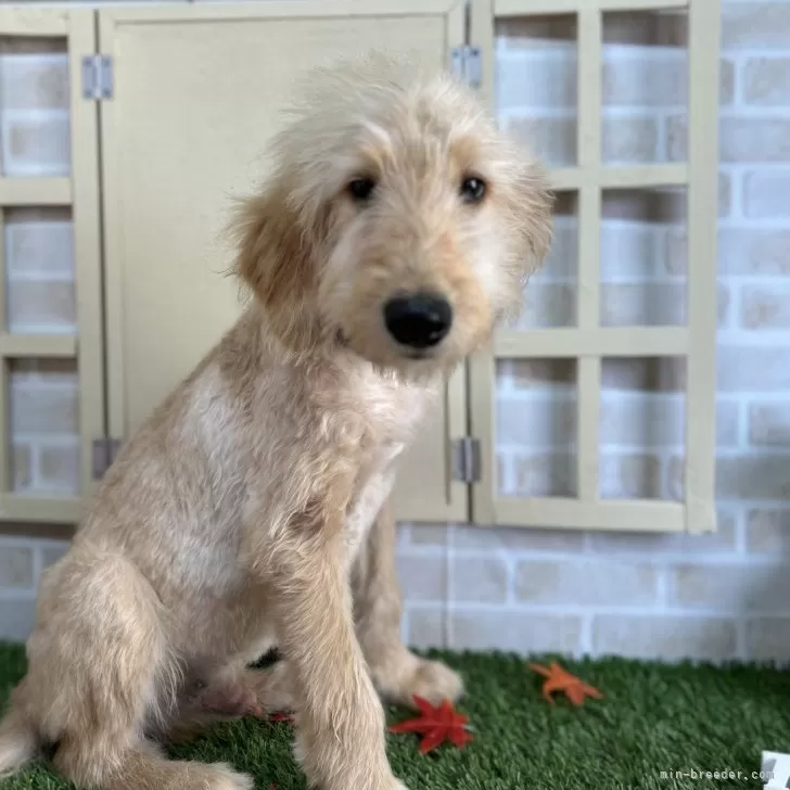 ID：2407-04609の子犬