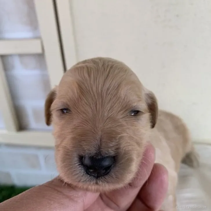 ID:2304-03070の子犬