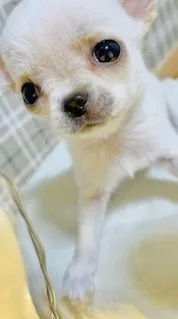 ID:2202-01745の子犬