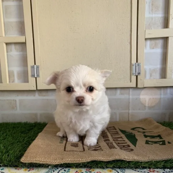 ID:2303-03634の子犬