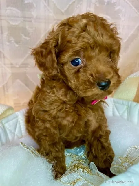ID：2201-04527の子犬