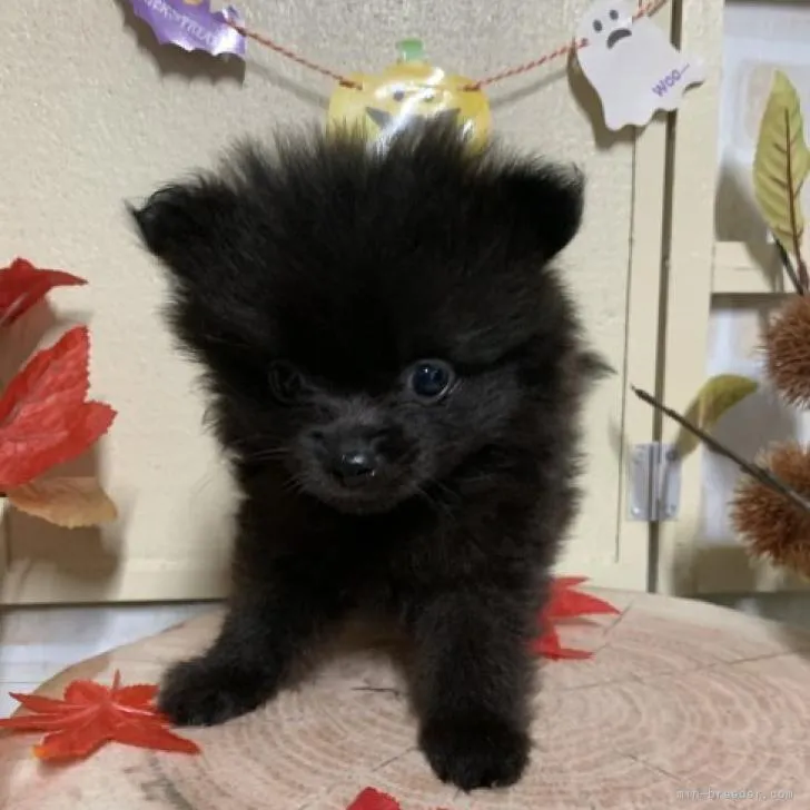 ID:2209-03668の子犬