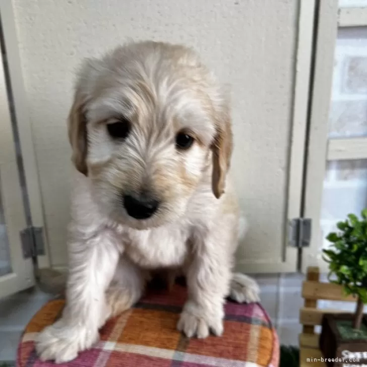 ID：2407-04696の子犬