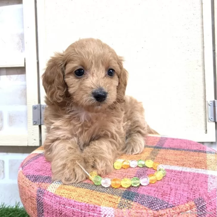 ID:2404-01019の子犬