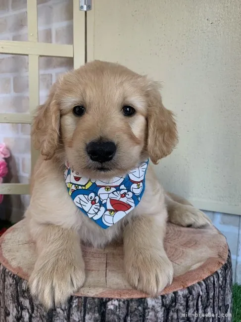 ID:2109-02523の子犬