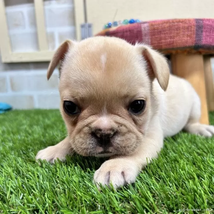 ID：2407-00003の子犬