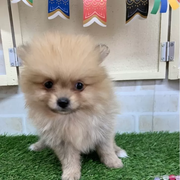 ID:2403-04927の子犬