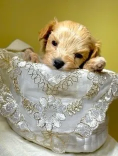 ID：2204-00263の子犬