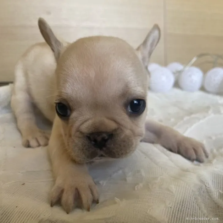 ID：2305-04698の子犬