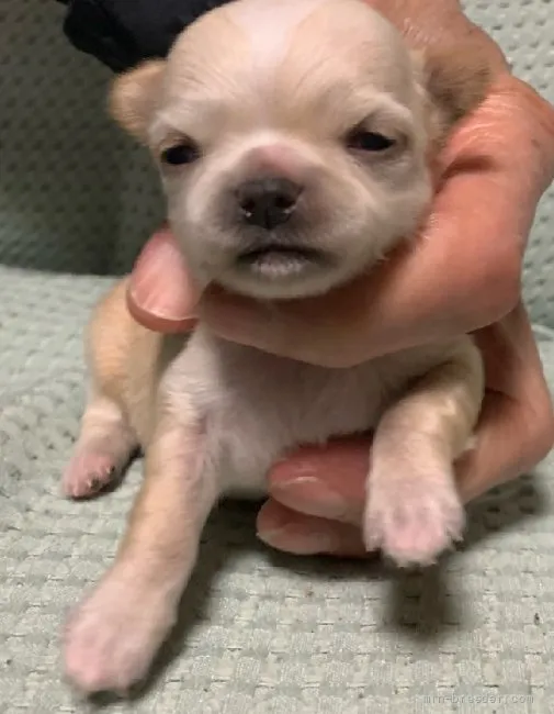 ID：2111-03734の子犬