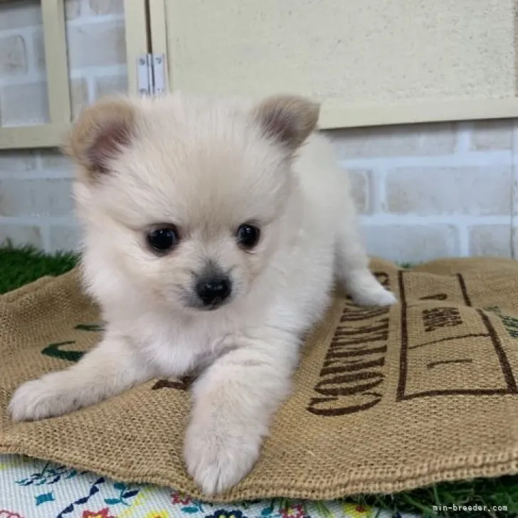 ID：2309-00522の子犬