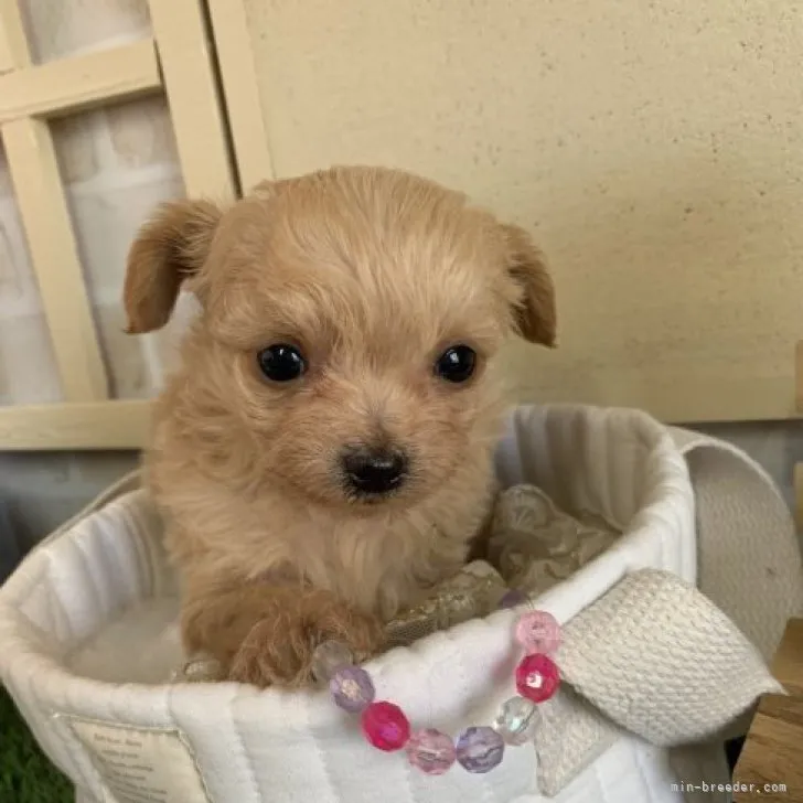 ID:2304-02106の子犬