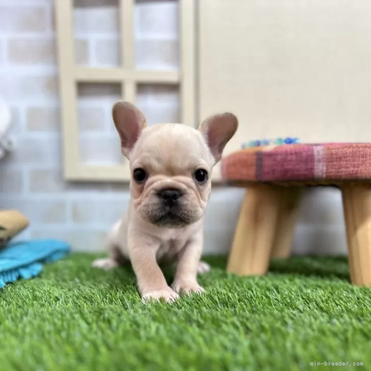 ID：2407-00283の子犬