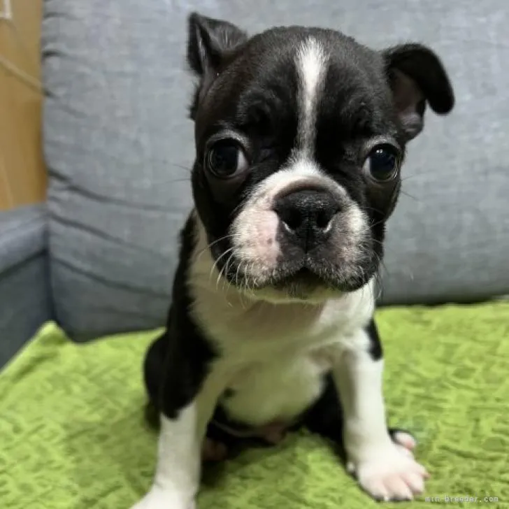 ID：2208-04033の子犬