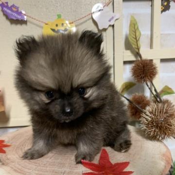 ポメラニアン【北海道・男の子・2022年8月29日・クリームセーブル】の写真「たぬき顔の可愛いポメ君❤️」
