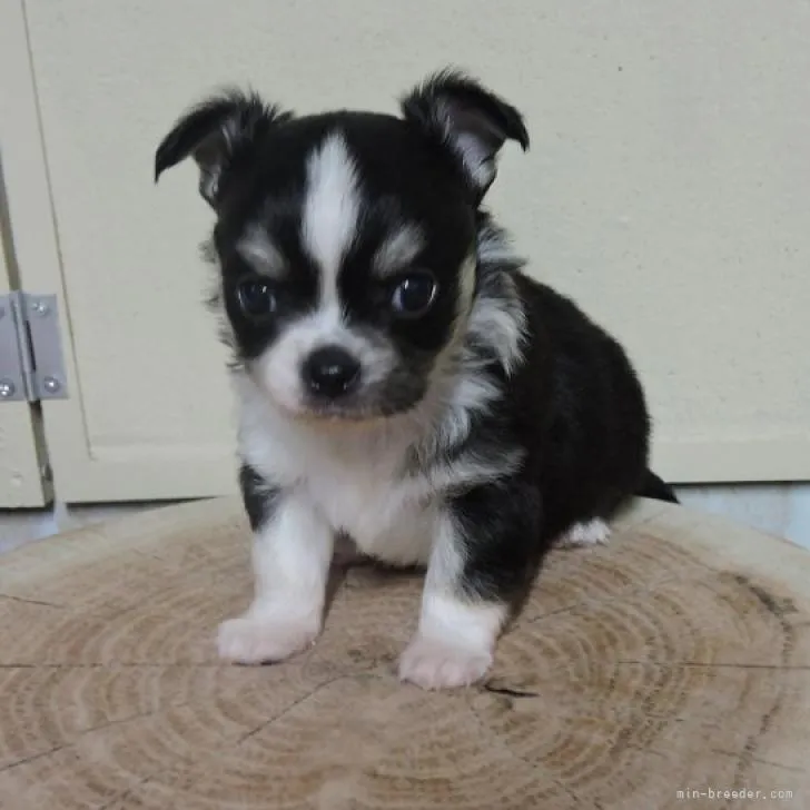 ID：2206-03004の子犬