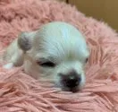 チワワ(ロング)【北海道・女の子・2022年1月28日・クリーム】の写真4「2.11撮影」