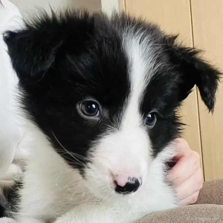 ID:2412-02920の子犬